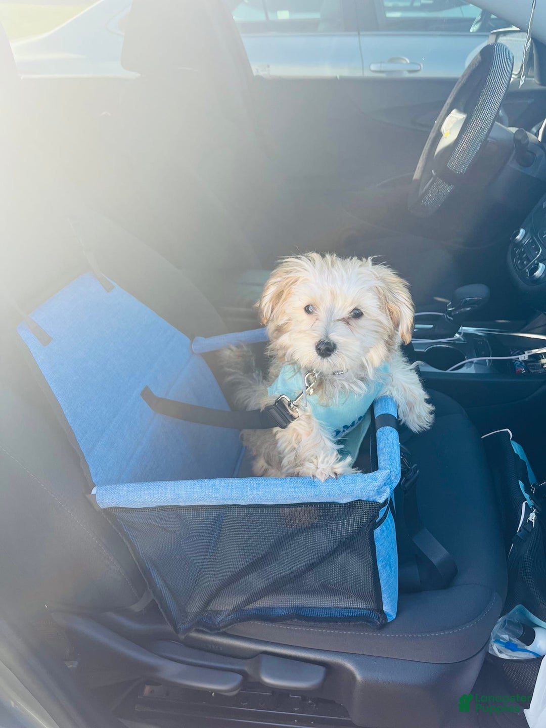 Morkie dogs for sale: Jayce - Image 6