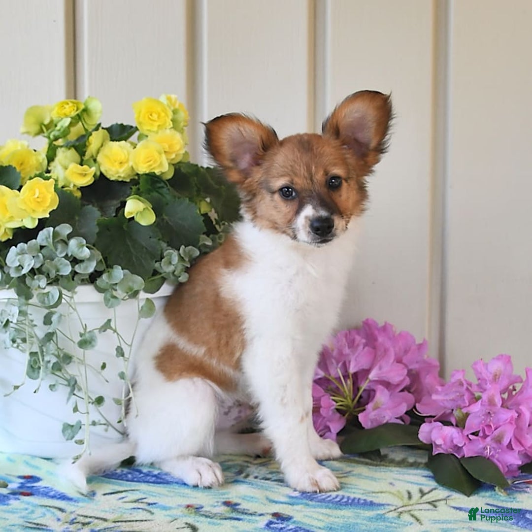 Papillon dogs for sale: Pongo - Image 18