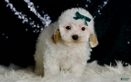 Maltipoo dogs for sale: Russel - Image 4