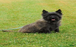 Cairn Terrier dogs for sale: Blackie - Image 1