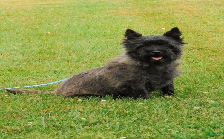 Cairn Terrier dogs for sale - Ad 1