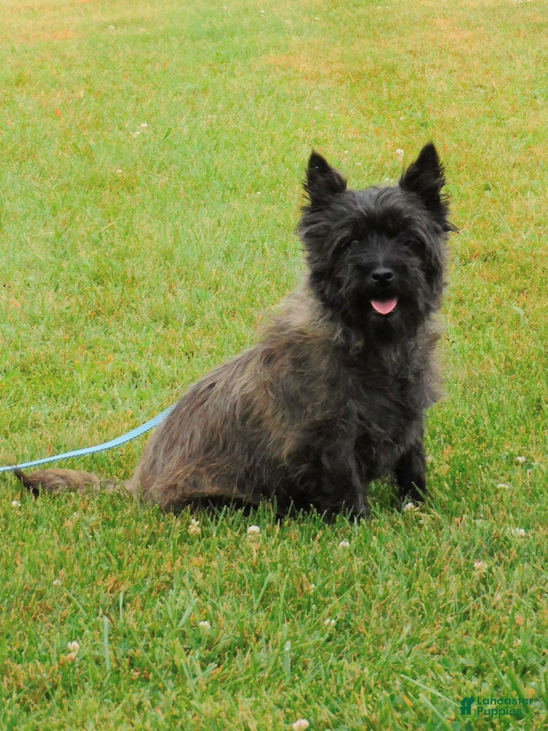 Cairn Terrier dogs for sale: Blackie - Image 1