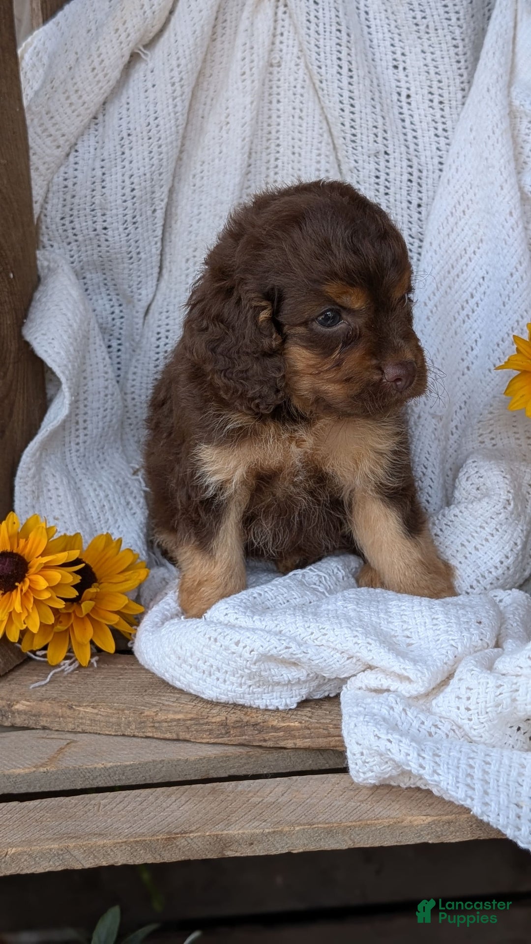 Cockapoo dogs for sale: Heaven - Image 9