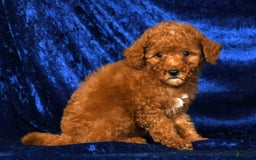Mini Goldendoodle dogs for sale: Daisy - Image 7