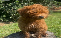 Cockapoo dogs for sale: Cupcake - Image 2