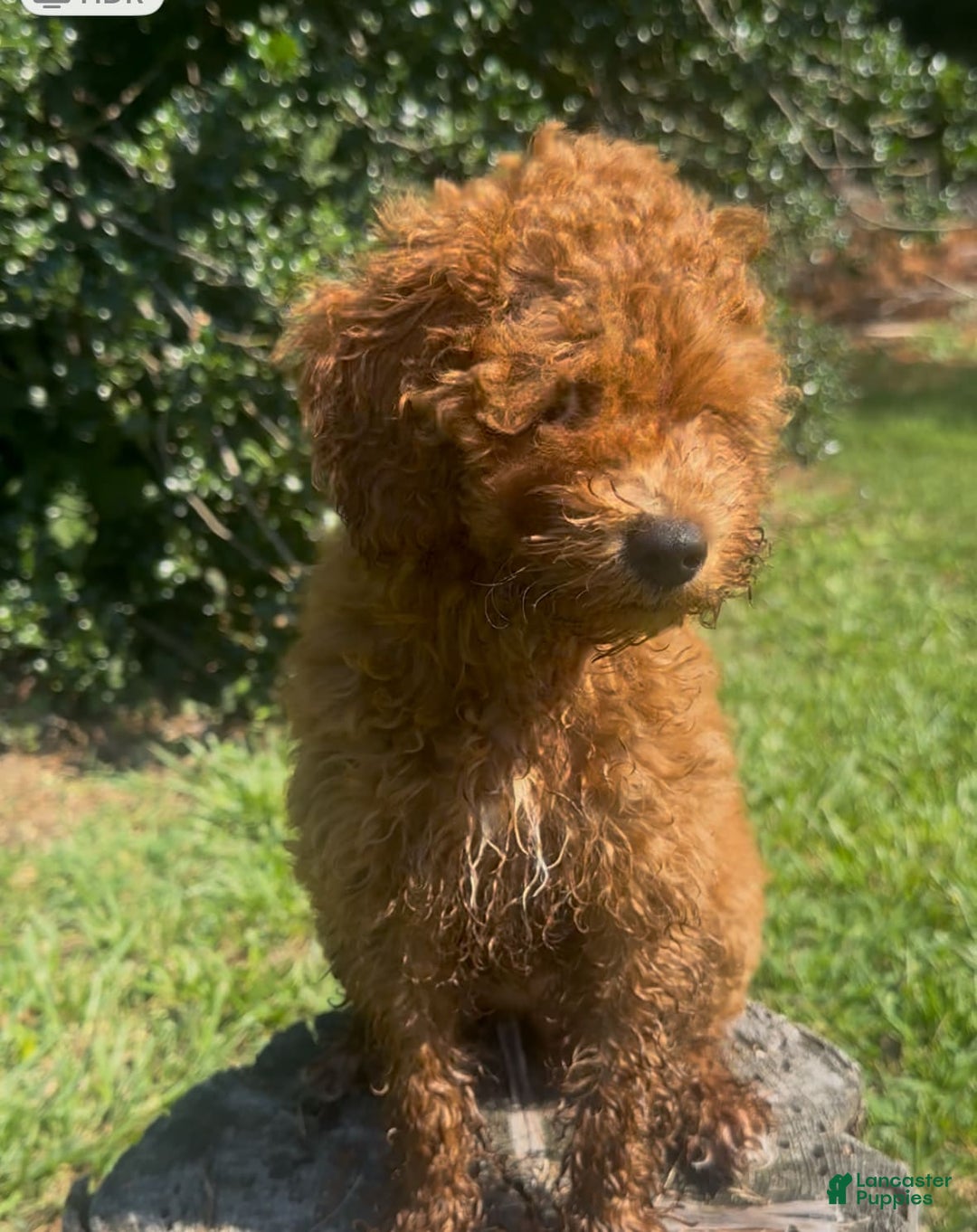 Cockapoo dogs for sale: Cupcake - Image 2