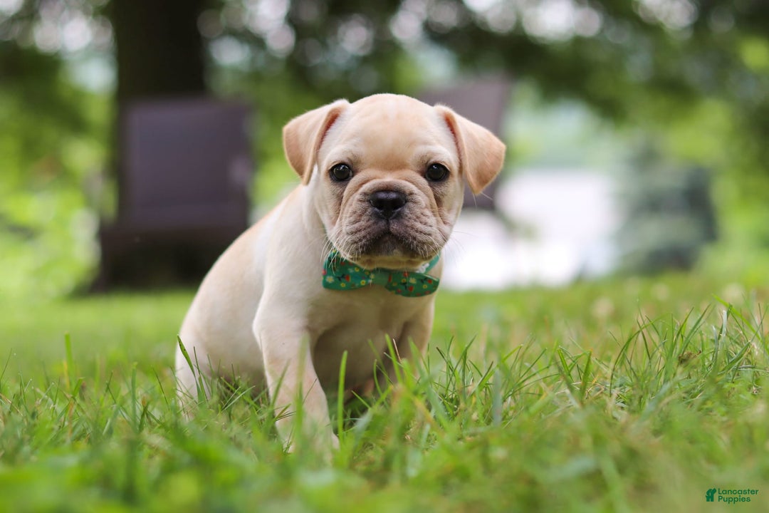 French Bulldog dogs for sale: French Bulldog 5 puppies - Image 24