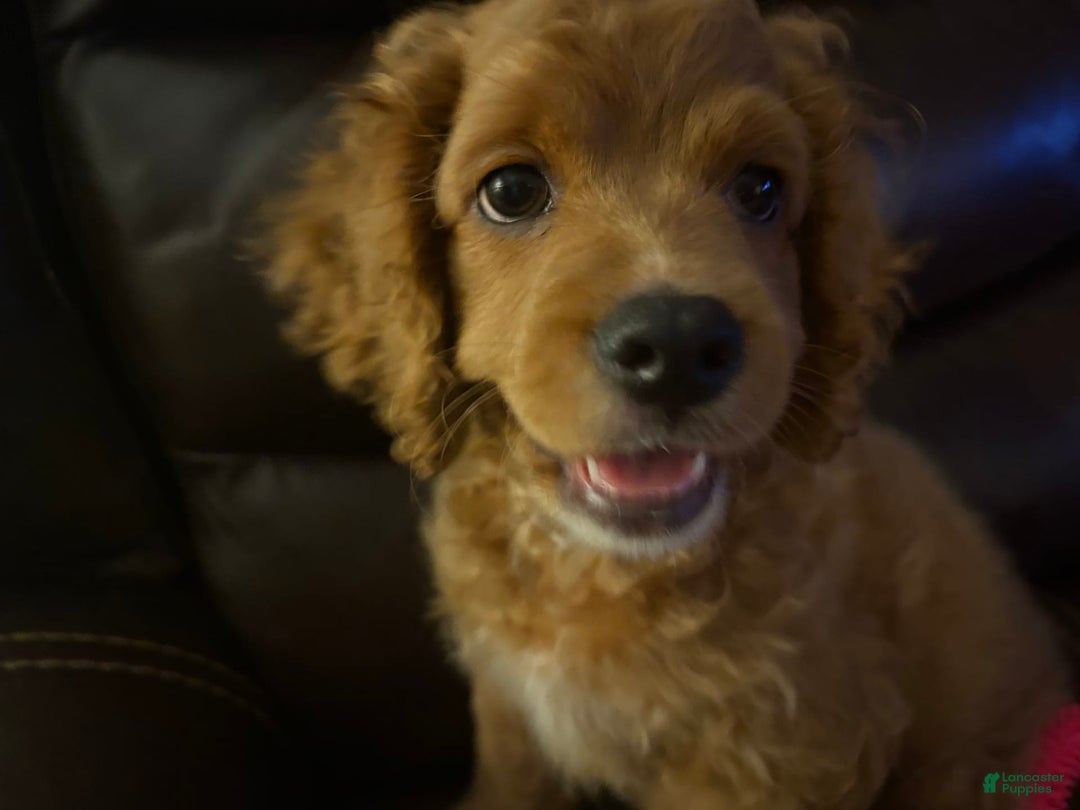Cockapoo dogs for sale: Otis - Image 2