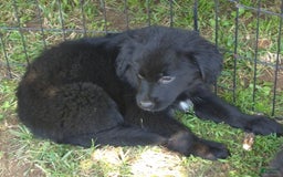 Golden Retriever dogs for sale: Bingo - Image 11
