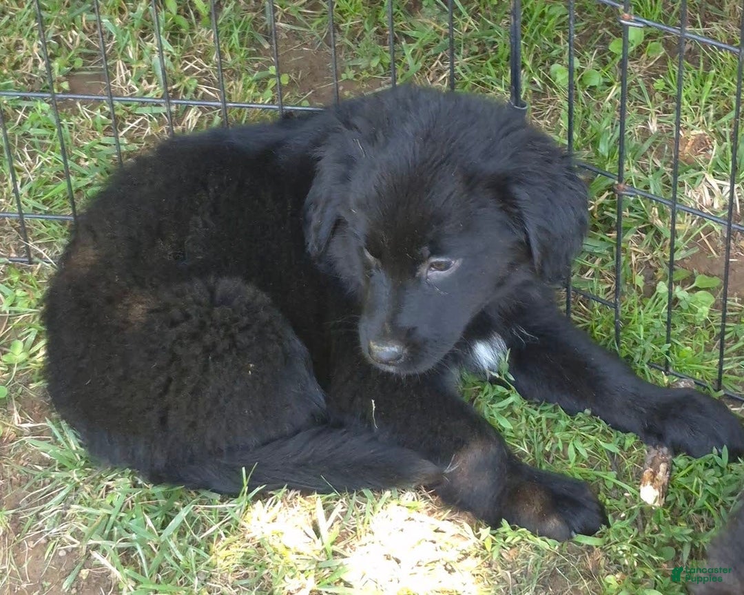 Golden Retriever dogs for sale: Bingo - Image 11