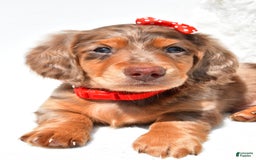 Dachshund dogs for sale: Kody - Image 4