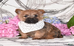 Cairn Terrier dogs for sale: Peanut - Image 1