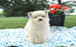 Pomsky dogs for sale: Marshmallow - Image 3