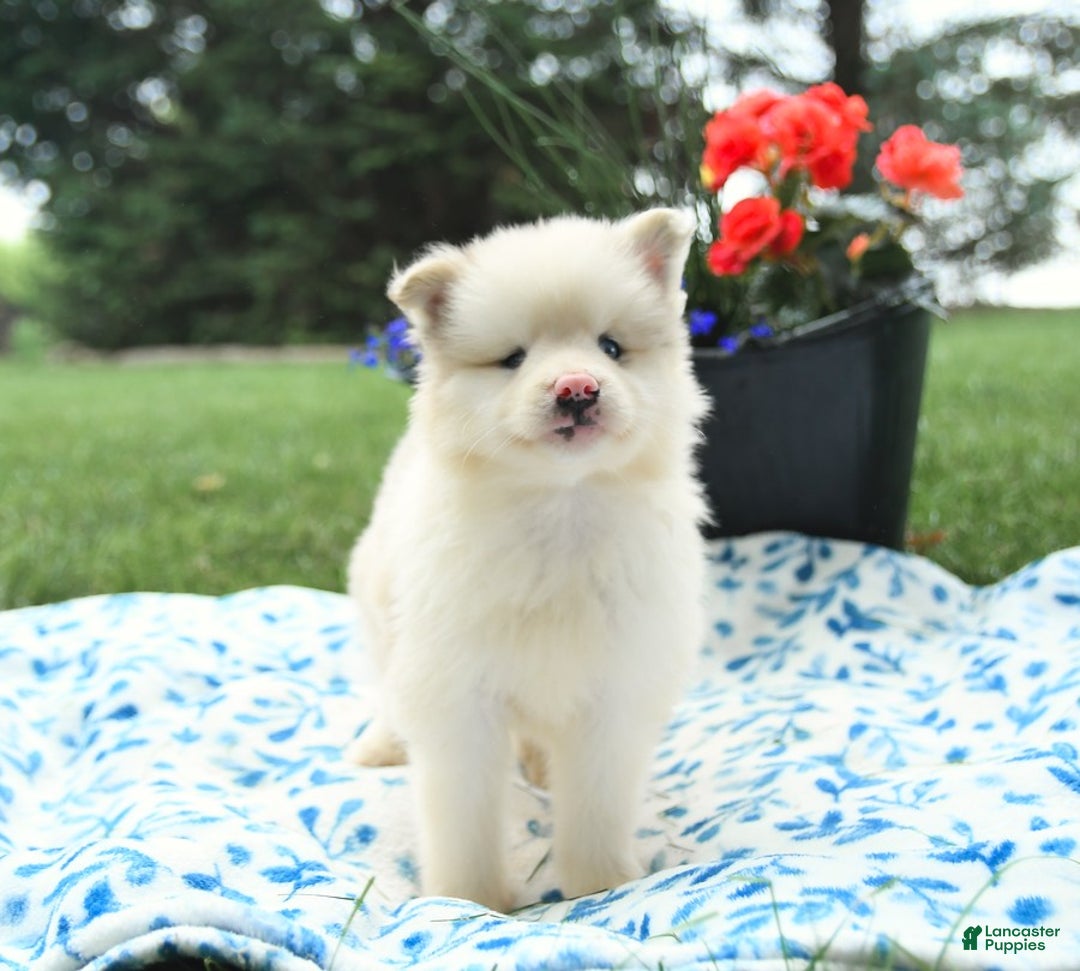 Pomsky dogs for sale: Marshmallow - Image 3