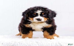 Bernese Mountain Dog dogs for sale: Paul Bunyan - Image 4