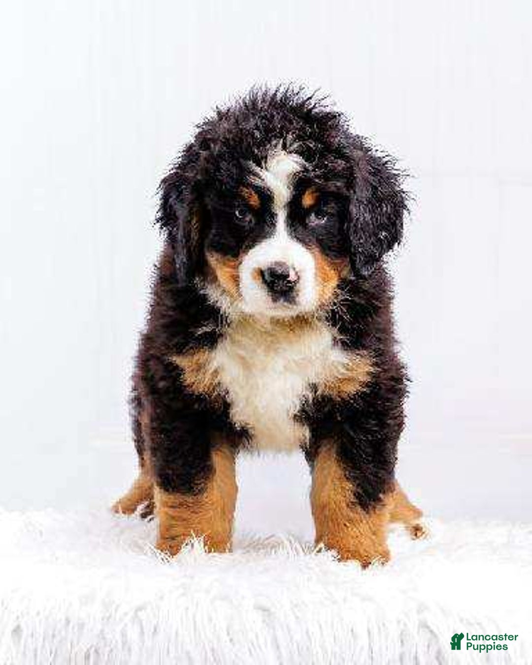 Bernese Mountain Dog dogs for sale: Paul Bunyan - Image 4