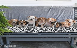 Beabull dogs for sale: Darcy - Image 2
