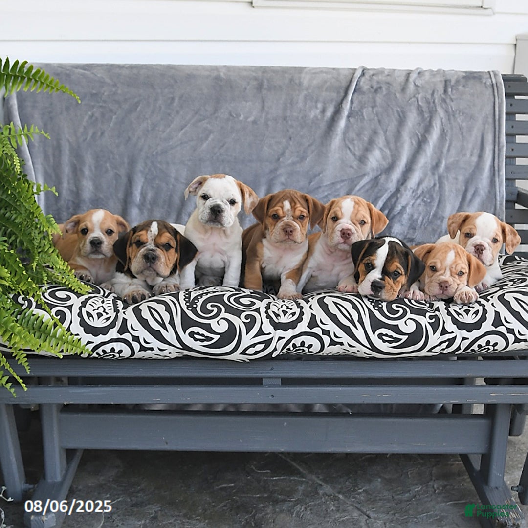 Beabull dogs for sale: Darcy - Image 2