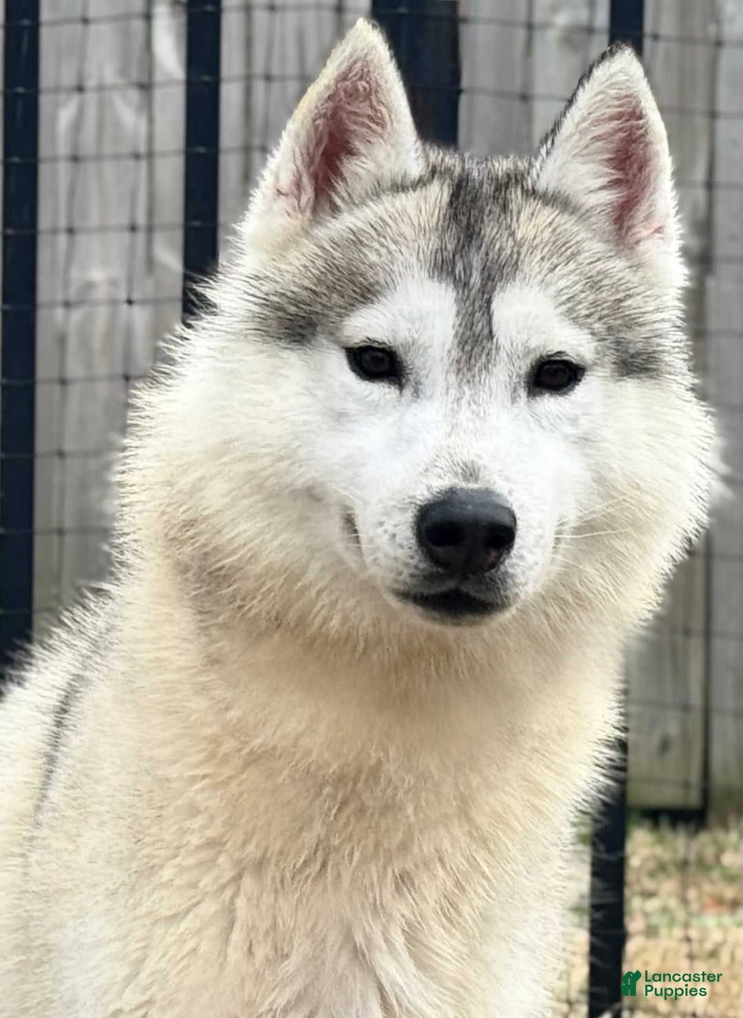 Siberian Husky dogs for sale: Bayne - Image 1