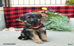 German Shepherd dogs for sale: Havana - Image 1