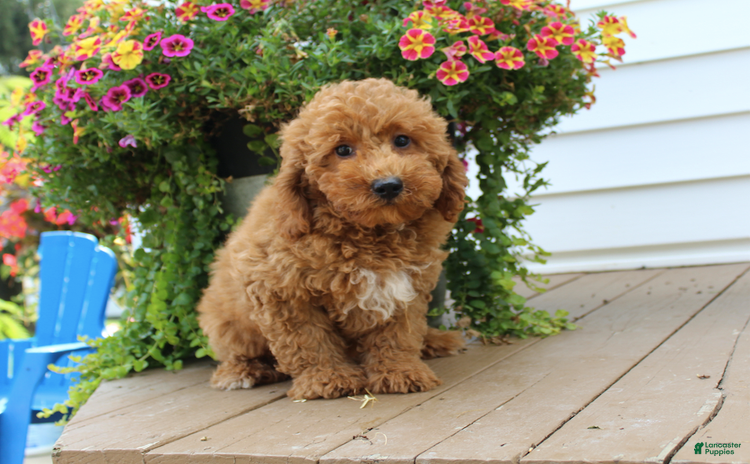 Mini Goldendoodle dogs for sale - Ad 2