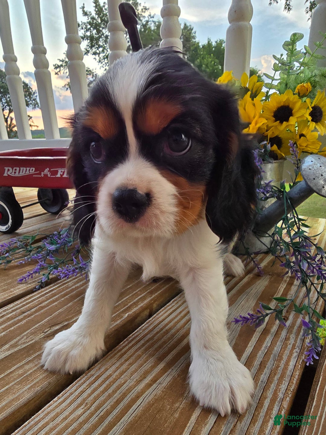 Cavalier King Charles Spaniel dogs for sale: Dane Small Tri Colored Male - Image 4