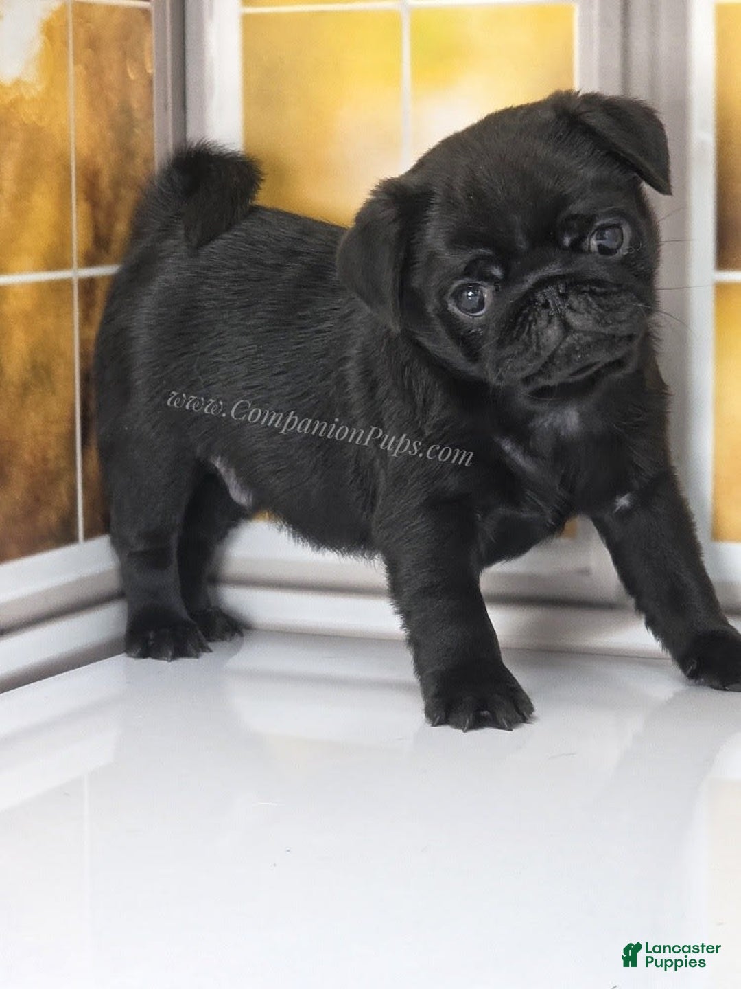 Pug dogs for sale: Boy 1 - Champion Lines! - Image 9