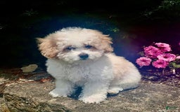 Toy Poodle dogs for sale: Bobby - Image 2