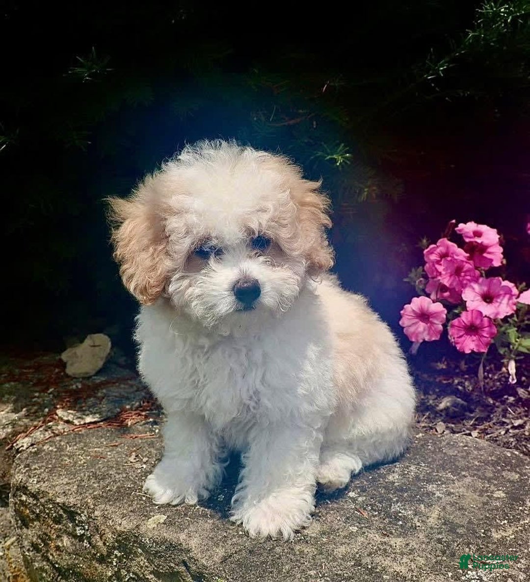 Toy Poodle dogs for sale: Bobby - Image 2