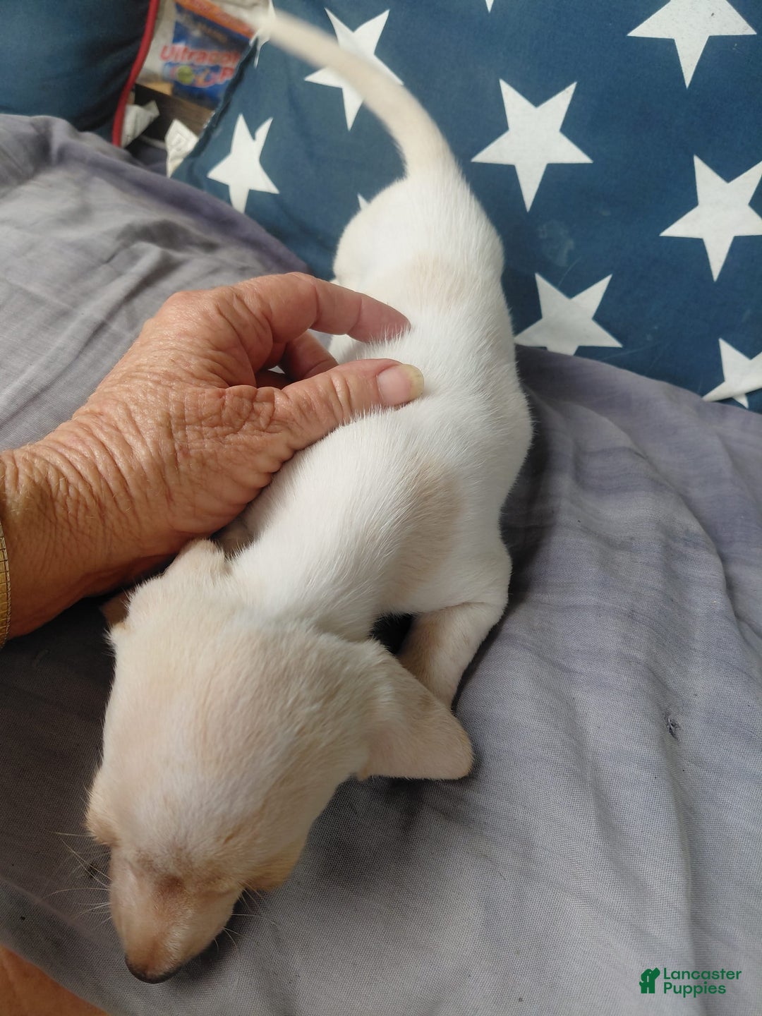 Miniature Dachshund dogs for sale: Dixie - Image 4