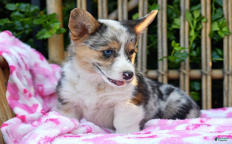 Welsh Corgi Pembroke dogs for sale - Ad 1