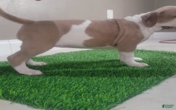 American Bully dogs for sale: Puzzle Piece - Image 1