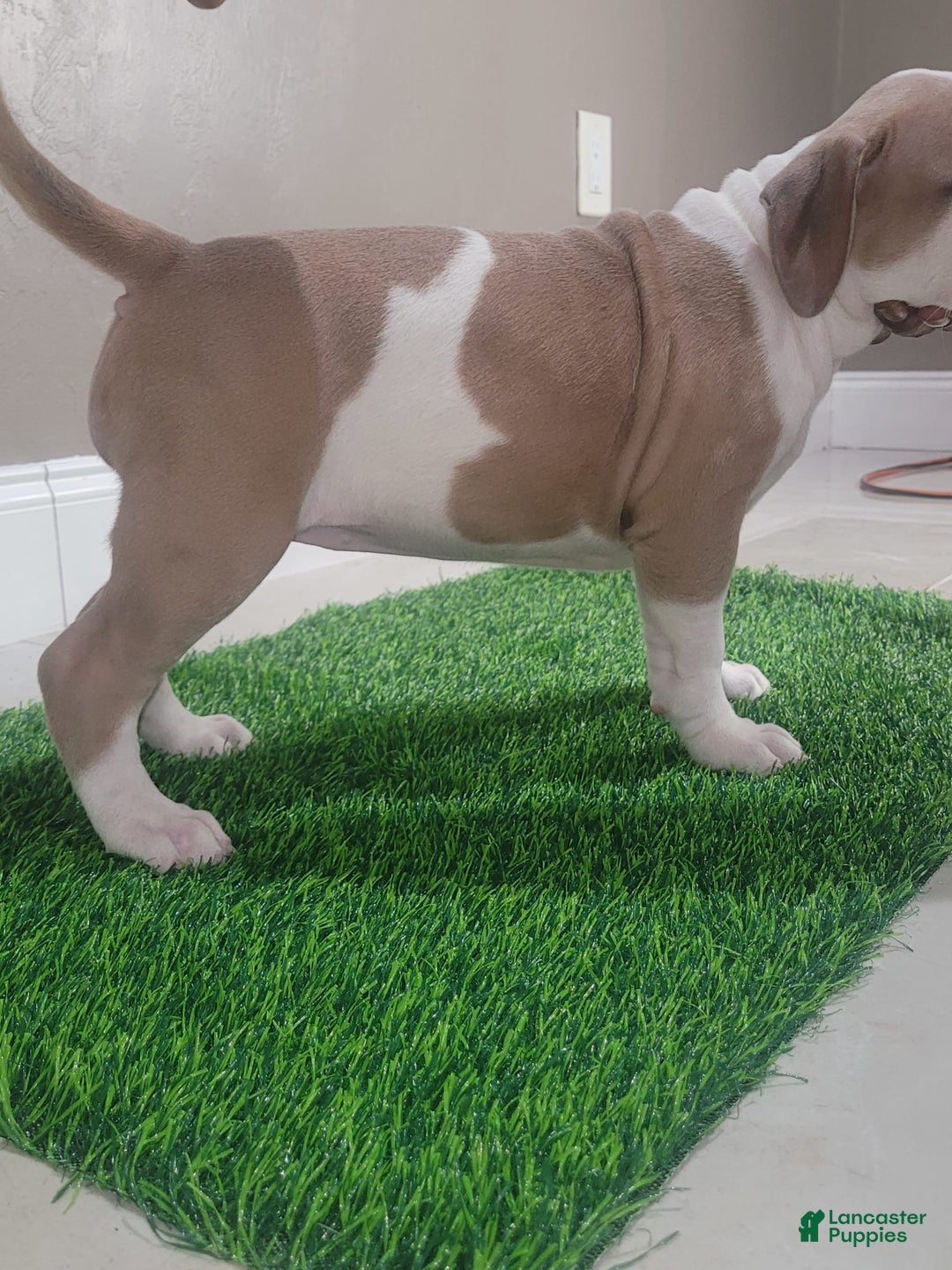 American Bully dogs for sale: Puzzle Piece - Image 1
