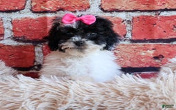 Bichpoo dogs for sale: Baby Doll - Image 22