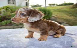 Miniature Dachshund dogs for sale: Finley - Image 6
