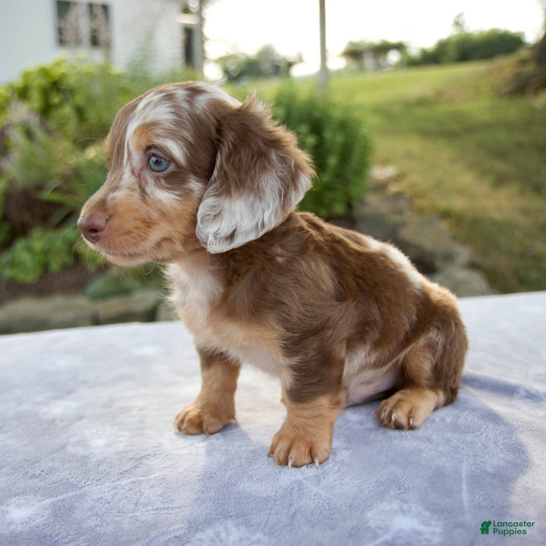 Miniature Dachshund dogs for sale: Finley - Image 6