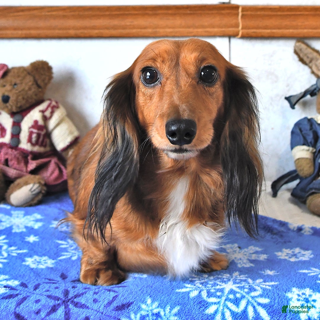 Miniature Dachshund dogs for sale: Brandon - Image 6