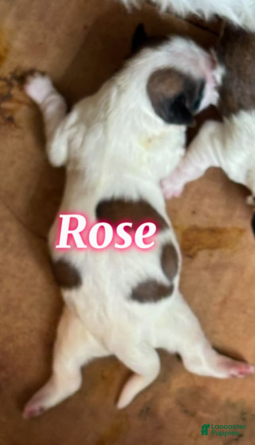 Teddy Bear dogs for sale: Rose - Image 1
