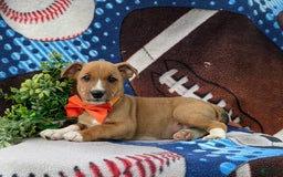 Jack Russell Terrier dogs for sale: Marco - Image 4