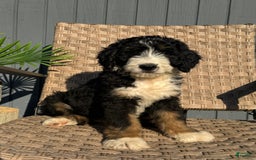 Bernedoodle dogs for sale: Lola - Image 4