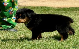 Rottweiler dogs for sale: Green Collar - Image 8