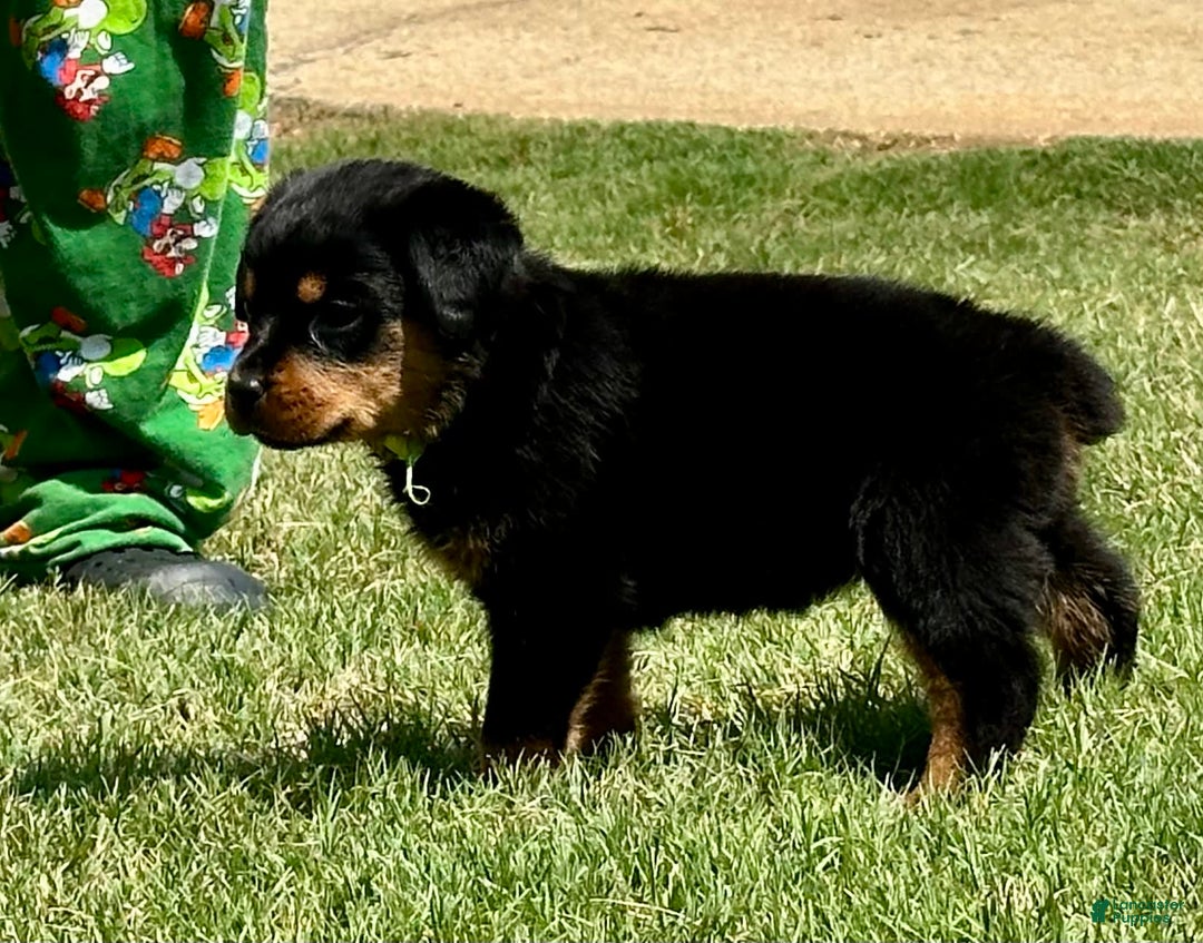 Rottweiler dogs for sale: Green Collar - Image 8