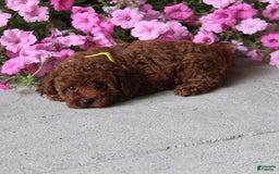 Toy Poodle dogs for sale: Tori - Image 4