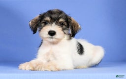 Miniature Schnauzer dogs for sale: Bethany - Image 8