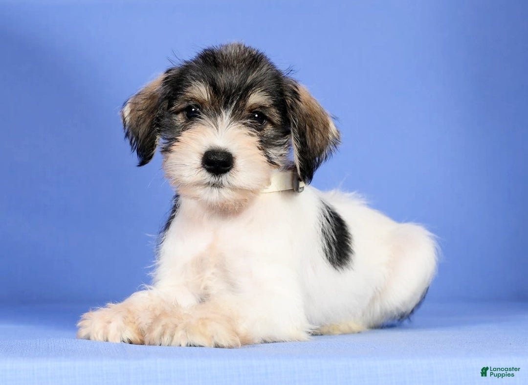 Miniature Schnauzer dogs for sale: Bethany - Image 8