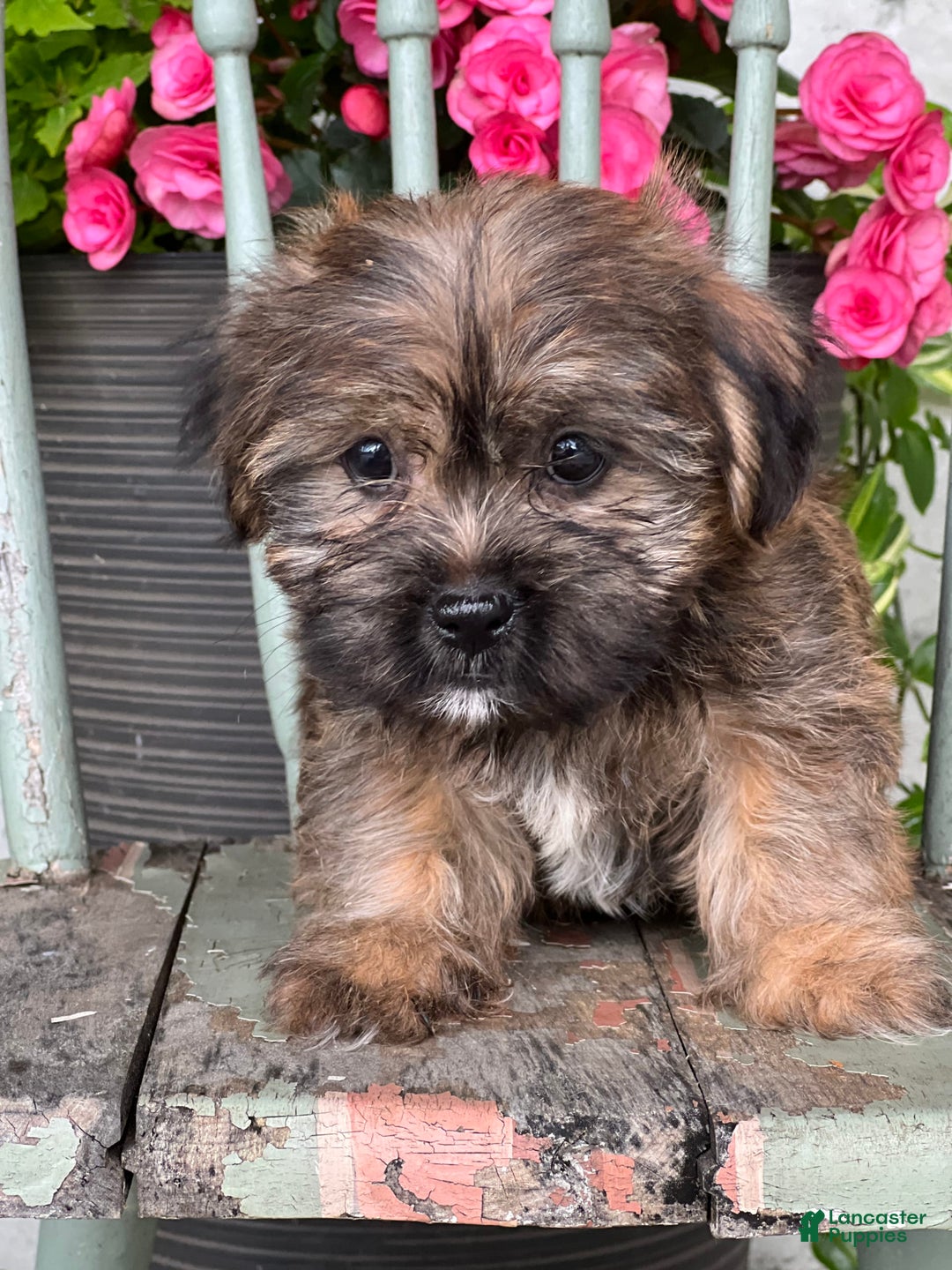 Shorkie dogs for sale: Tantan - Image 2