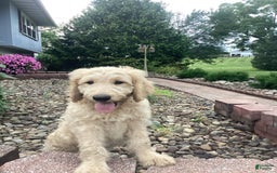 Goldendoodle dogs for sale: Hadly - Image 1
