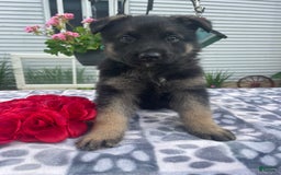 German Shepherd dogs for sale: Salem - Image 2