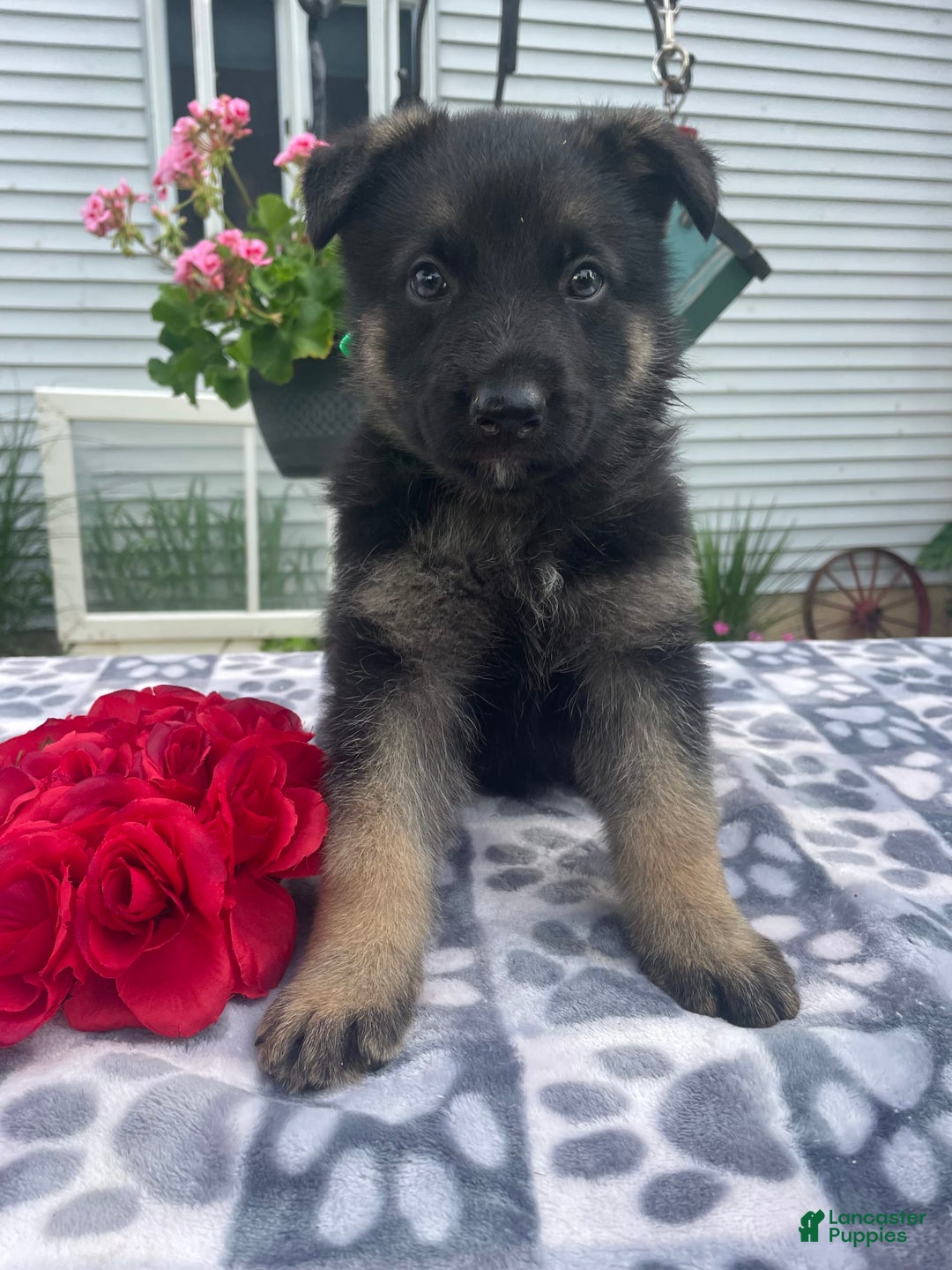 German Shepherd dogs for sale: Salem - Image 2