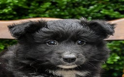 Border Collie dogs for sale: Paris - Image 6
